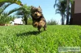 Sweet playful Yorkie
