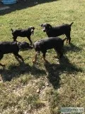 Doberman puppies