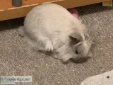 Holland lop x lion head female bunny
