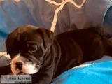 Old English Bulldog Puppies