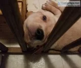 Lab puppies looking for a forever home.