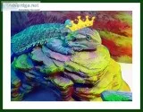 Bearded Dragon 1yr old