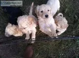 Goldendoodle puppies