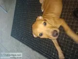Exclusive UCA registered Working American pitbull with papers an