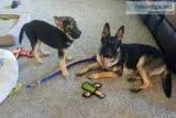 German Shepherd pups