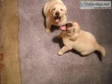 AKC Yellow Labrador Retriever Puppies