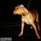 Pitbull puppys