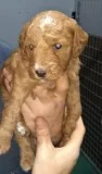 Miniature Red Poodle puppies