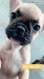 AKC French bulldog female puppy