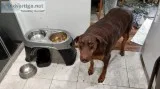 Doberman for sale