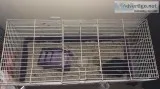 Black rabbit and cage