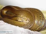 Male Dwarf Reticluated Python Giveaway
