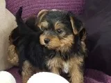 puppy breed pure Yorkie black color to rehome
