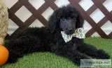 AKC Standard Poodle - Bentley