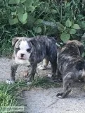 7wk Olde English Bulldogge