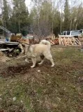 Caucasian ShepherdGreat Pyranees