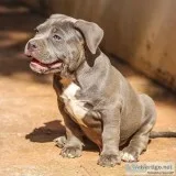 FEMALE PUSHHY CALL DAISY