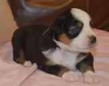 Mini Australian Shepards