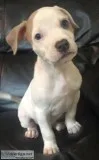 Beautiful American Pitbull Terrier