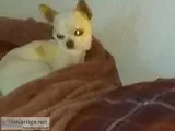 Young Adult Female Apple Head Chihuahua