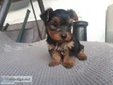 Adorable Yorkshire Terrier Puppies.