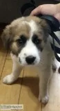 Puppy for sale