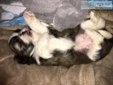 Puppies for Sale