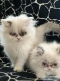 Persian Kittens