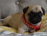 Callumi Pug puppies for new homes