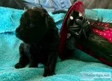 CKC Yorki Poo Puppies