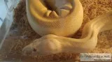Albino Boa
