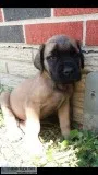 English mastiff puppy