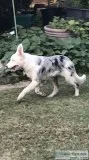 Blue Merle Border Collie