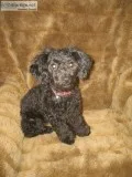 FEMALE POODLE TINY TOY
