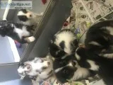 Australian Shepherds AKC ASCA Reg