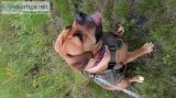 African Boerboel Mastiff