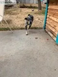 Free Australian Shepherd Heeler