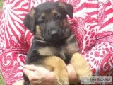 AKC GERMAN SHEPHERD PUPPIES