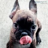 AKC French bulldog female pup