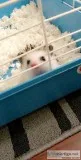 Hedgehog