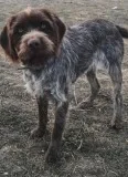 Wirehaired Pointing Griffon