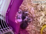 Mice for sale