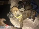Female Boxer pup