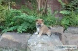 AKC Shib Inu Puppies
