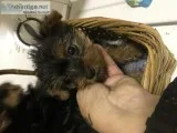 Ckc yorkie ouooy
