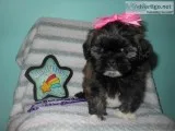 ACA LHASA APSO  GORGEOUS PUPPIES