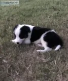 6 week old Border Collie pups