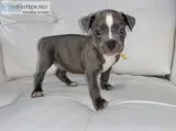 American bully puppies