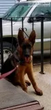 AKC-German Shepherd Puppies