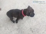 Boxer puppy